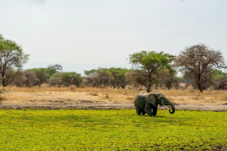 an elephant stands in an open area with grass