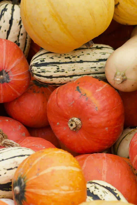 there are many different types of squash for sale