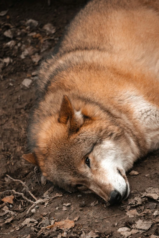 a dog is laying on the ground