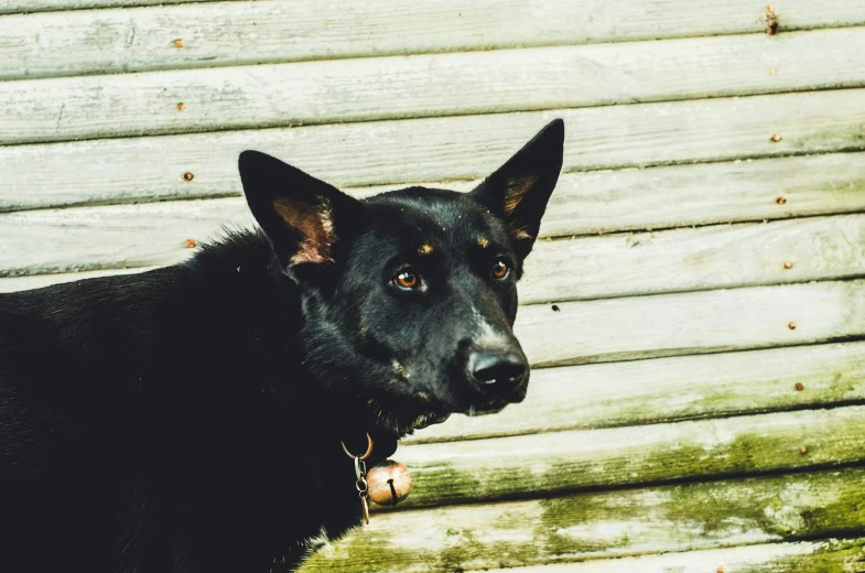 a close up of a black dog with a ball