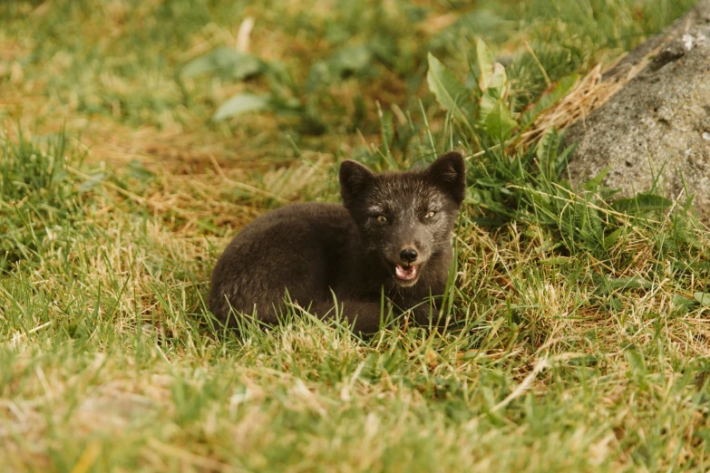 a black bear cub sits in the grass next to a large rock