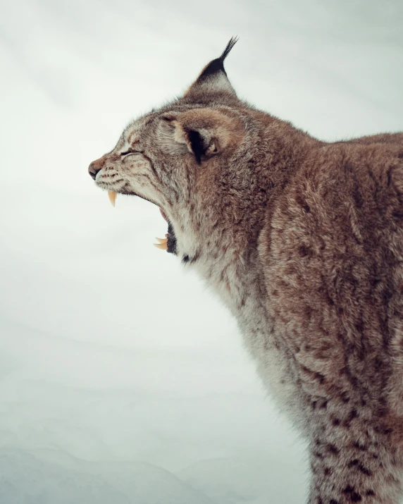 the tiger is showing its teeth on a very snowy day