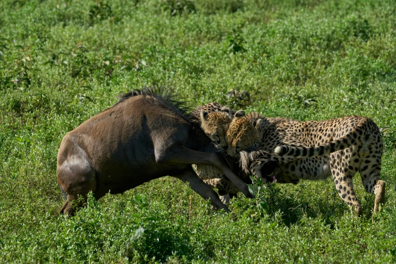 two cheetah play with each other in the grass