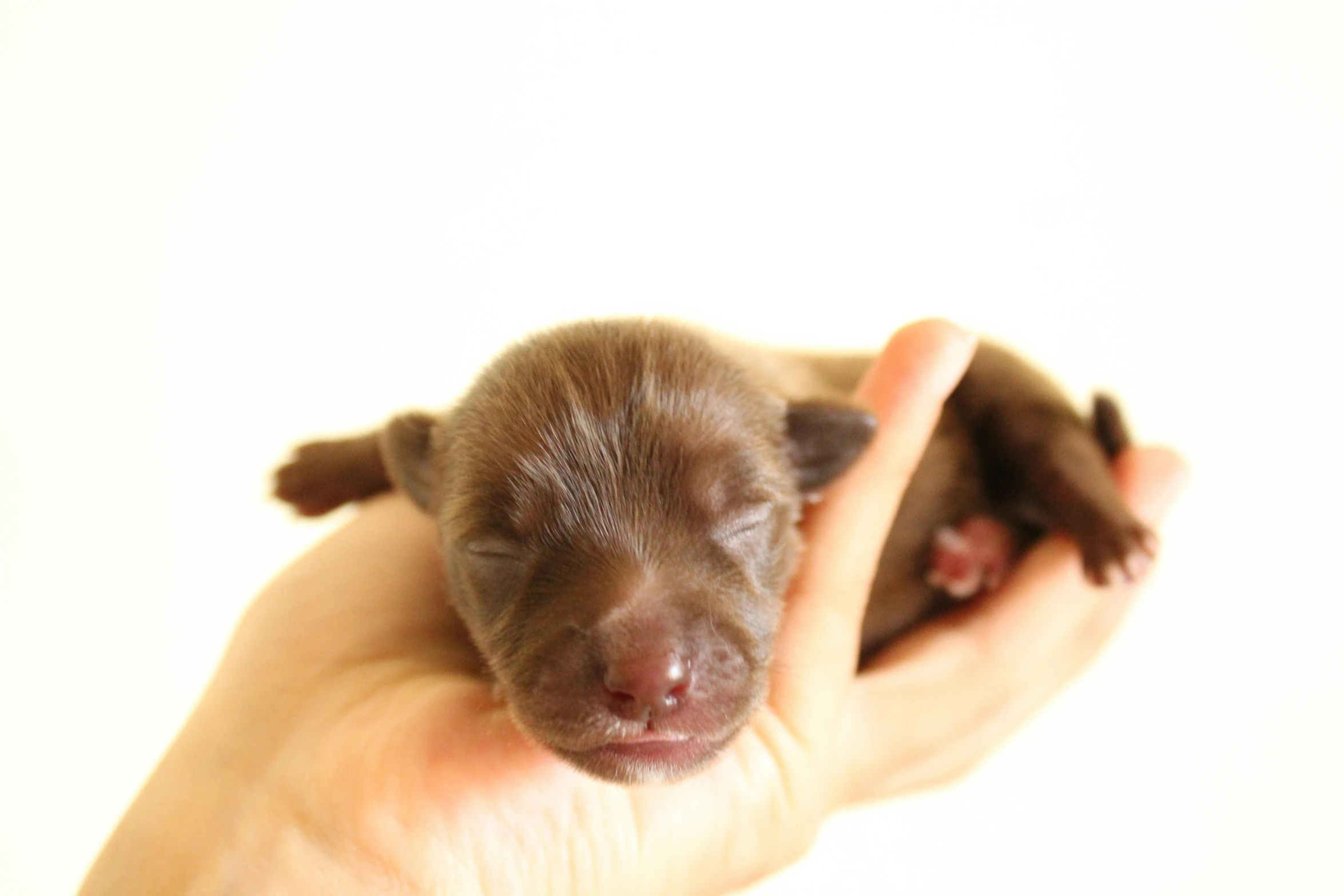 there is a small brown puppy being held by a human