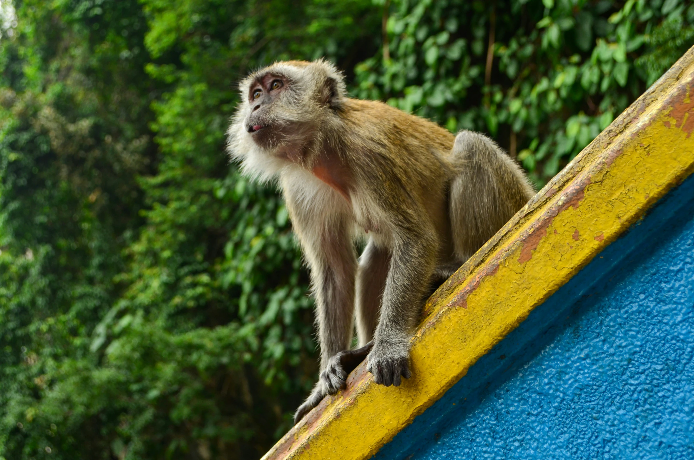 a long - haired monkey sits on a ledge near trees