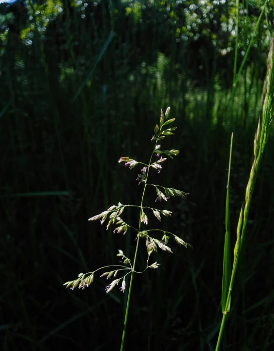 tall green grass sitting on top of a field