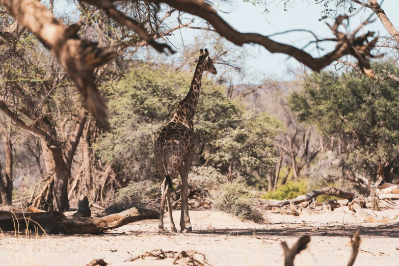 a giraffe is standing in the woods