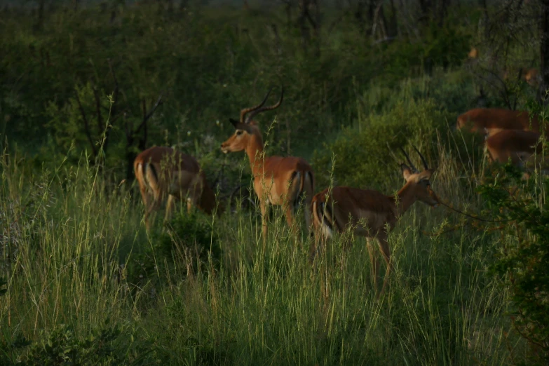 several deers are grazing in the woods together