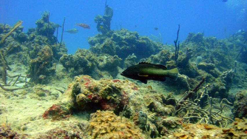 a fish swimming next to very many marine debris