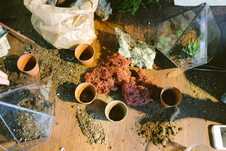 various bowls and containers containing different kinds of soil