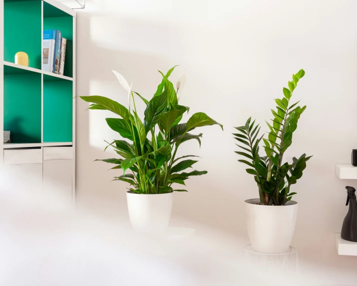 two plants in white pot placed near each other