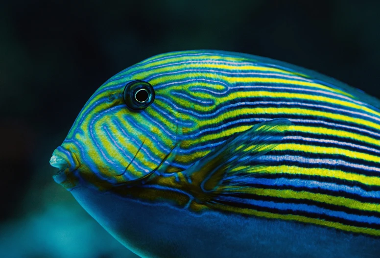 a very big pretty colorful fish swimming in the water