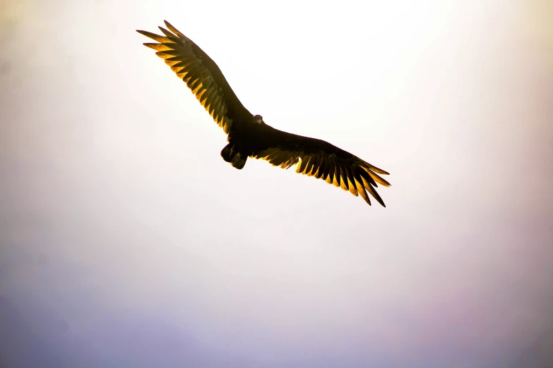 a black hawk flying in the air with an eagle watching