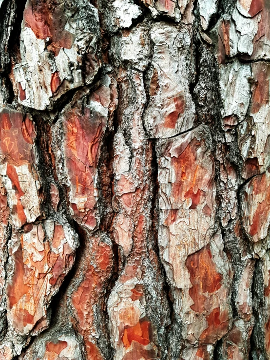 the texture of wood that is red in color