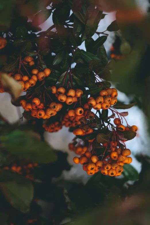 the fruits on the tree are orange