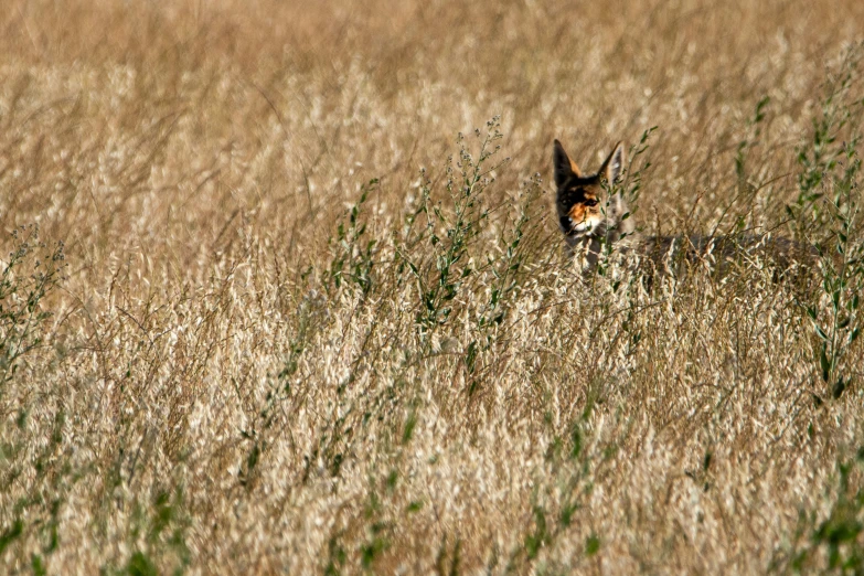a fox in the tall grass looks at the camera