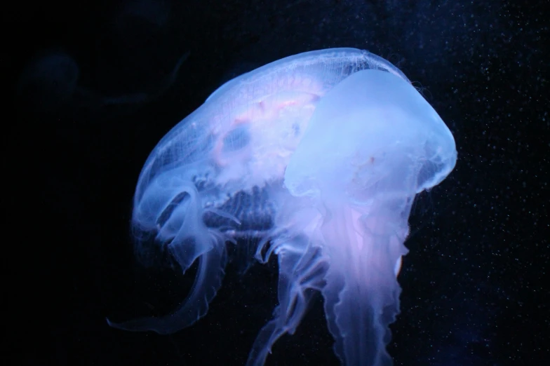 an image of a jelly fish underwater on dark water
