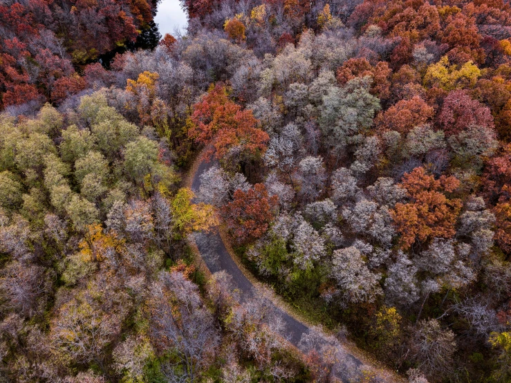 colorful tree tops on the ground are shown