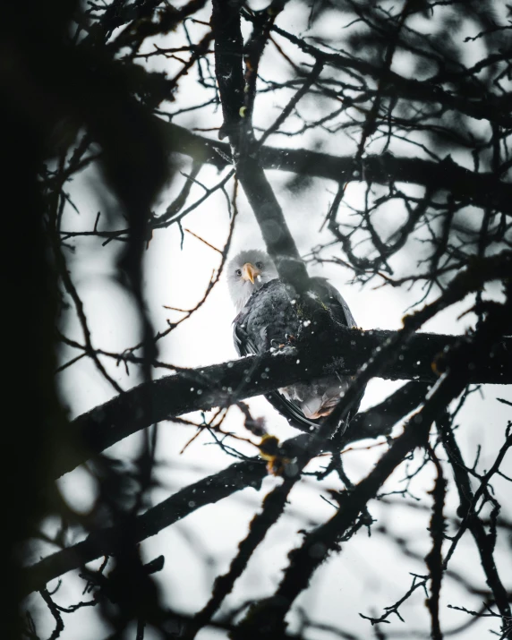 a bird perched on top of a tree nch