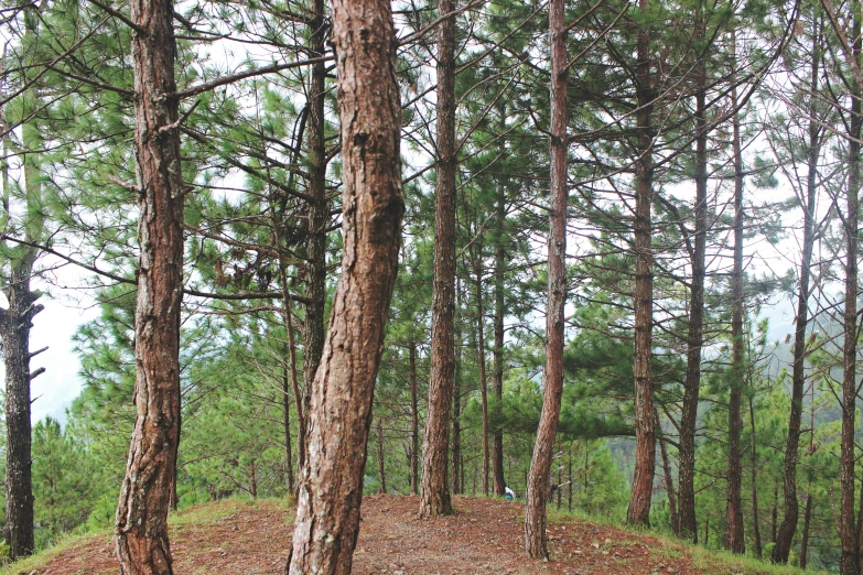 a person riding a skateboard in the middle of trees