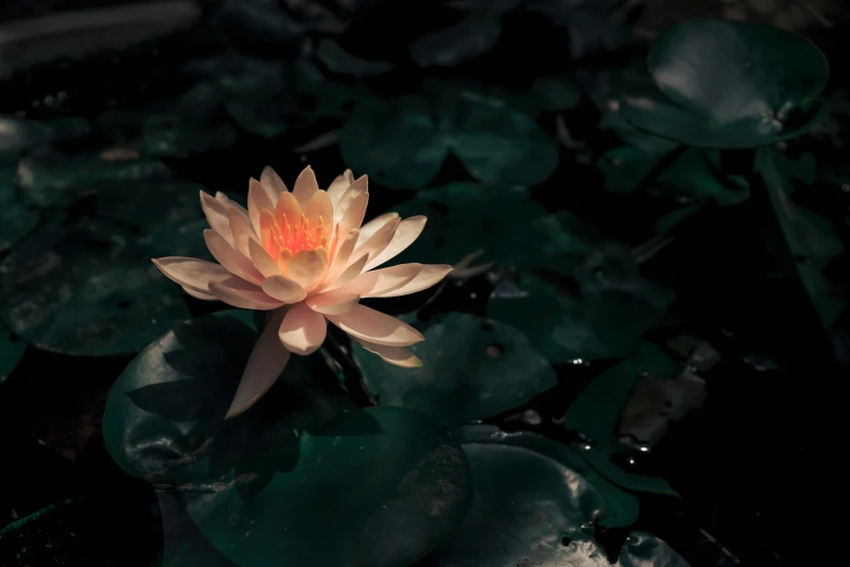 there is a very pretty orange and yellow water lily