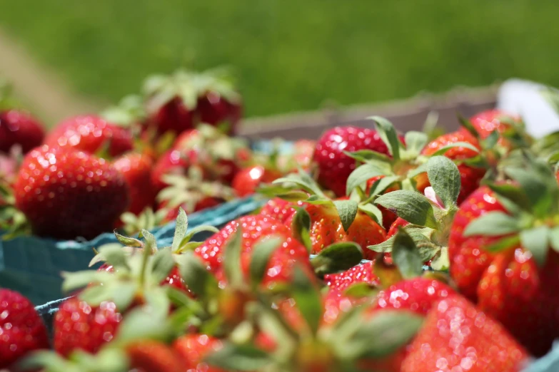 a close up s of many strawberries on a tray