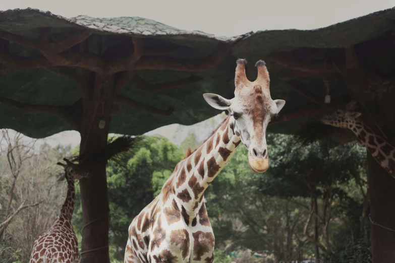 a giraffe looking out over a field at a herd of other giraffe