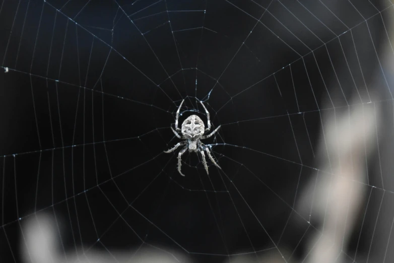 a spider in its web with water drops all over it