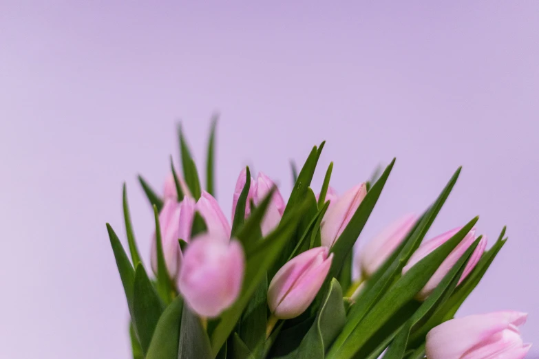 the pink tulips are still blooming in the vase