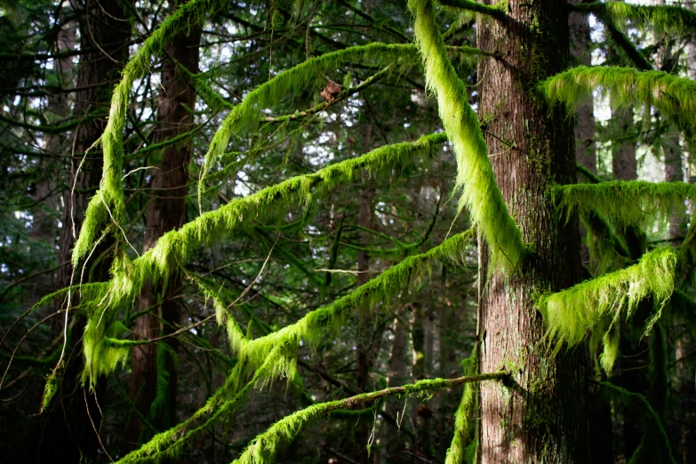mossy trees in the forest stand out against the green foliage