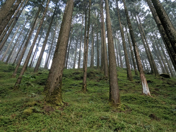 a lush, tree covered green forest is seen from the ground