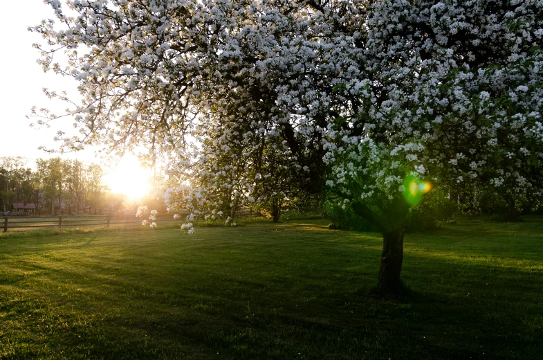 the sun is setting behind a tree with white flowers