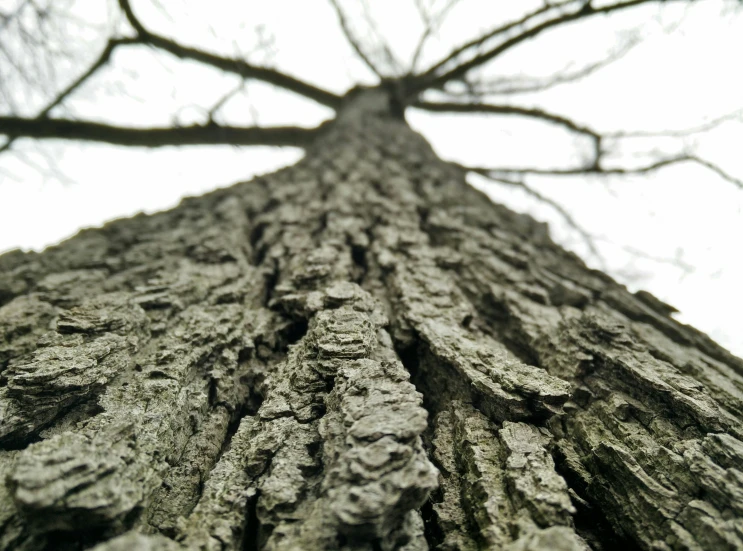 a very tall tree with lots of moss growing on it