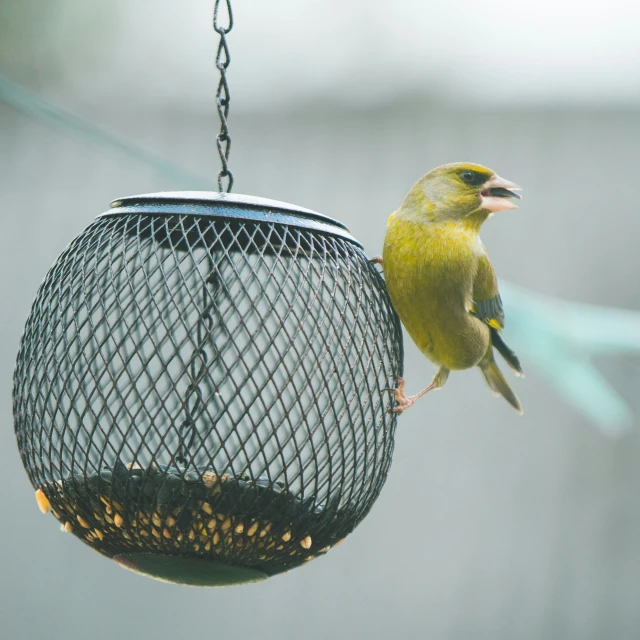 a yellow bird on a bird feeder with his mouth open