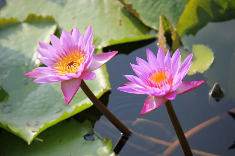 two water lilies sitting on top of a lily pond