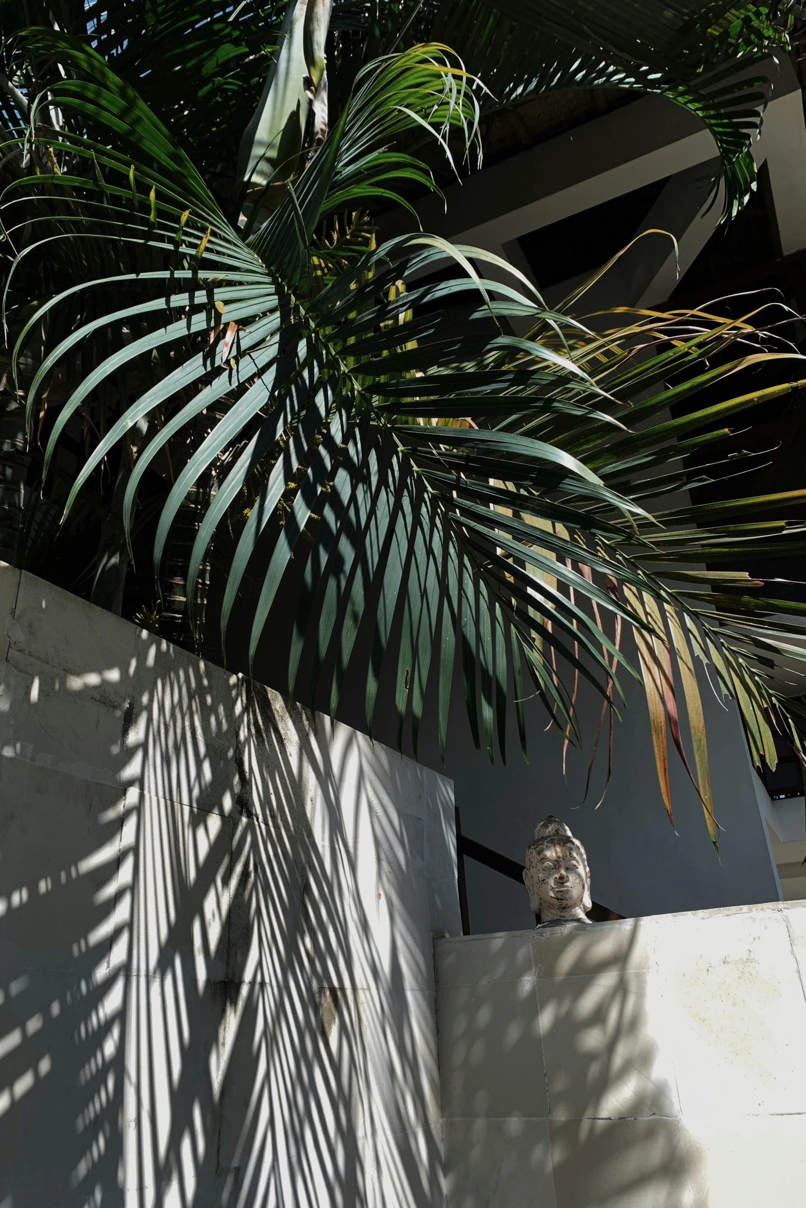 a plant and a statue are behind the wall