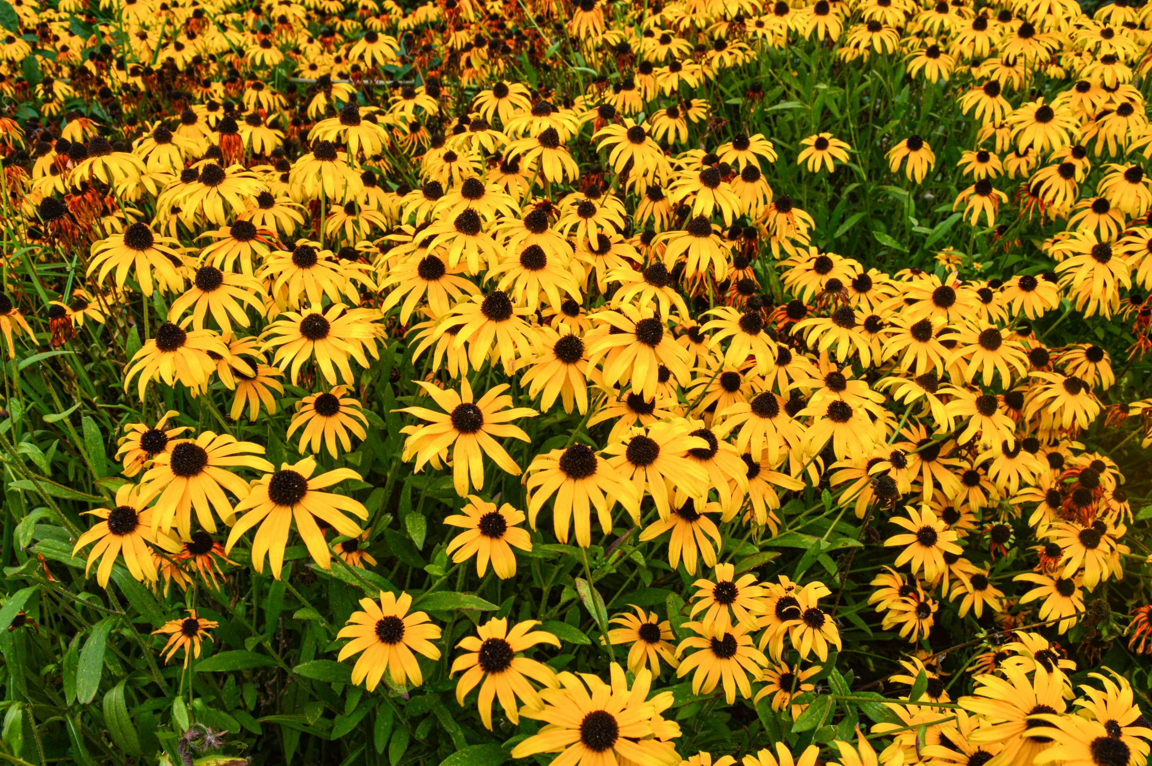 many different yellow flowers in a field