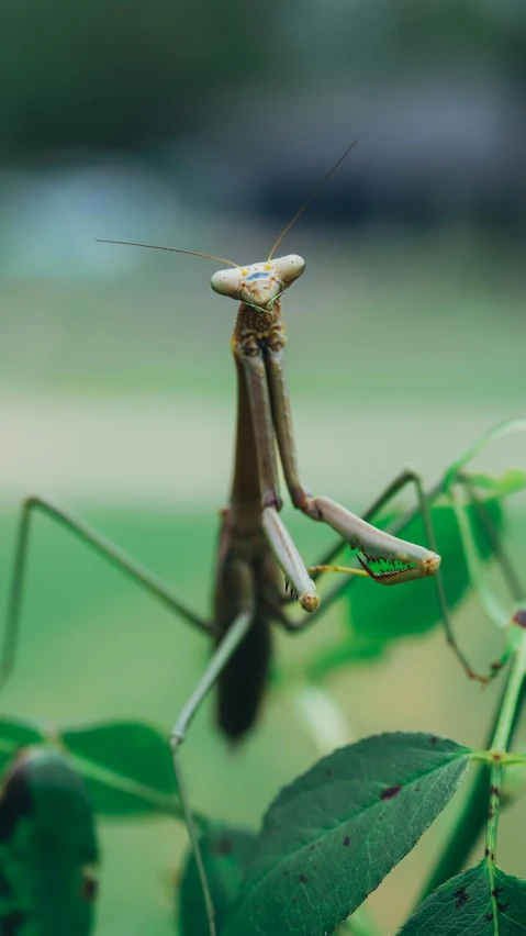 a praying mantisse sitting on a green plant