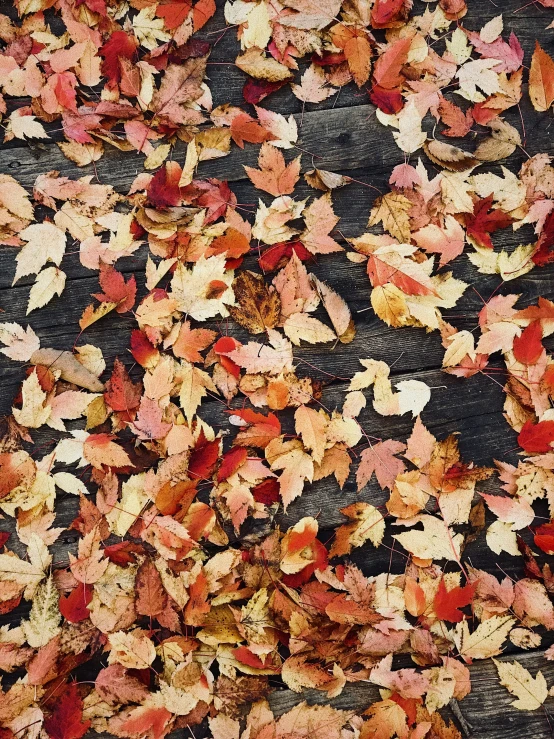 an assortment of autumn leaves are laid out