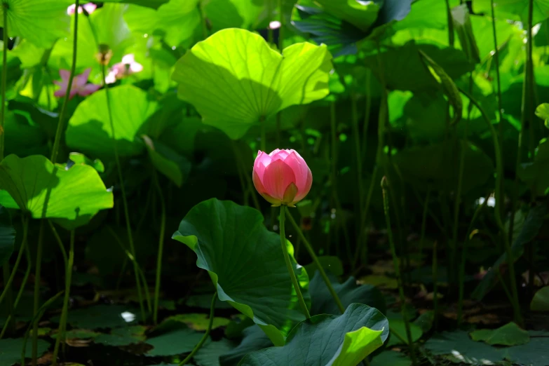 a pink flower is growing in the midst of green leaves