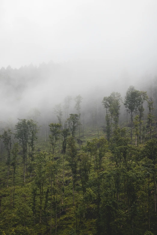 a forested area covered in clouds with trees in the distance