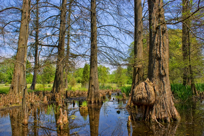 swampy swamps with reflections and tree trunks in water