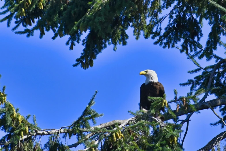 an eagle is sitting on a tree nch