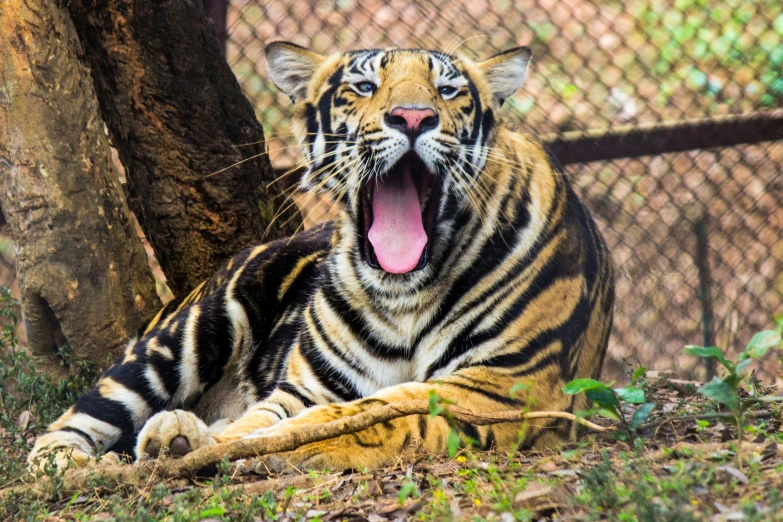 a large tiger is yawning and growling