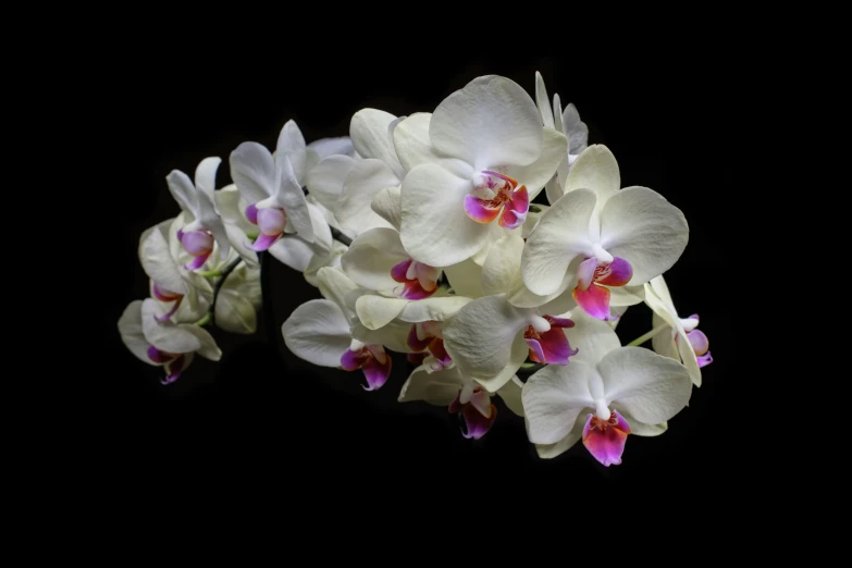 several white flowers with pink centers sit against a black background