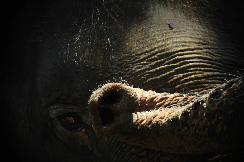 a close up s of the front end of an elephant