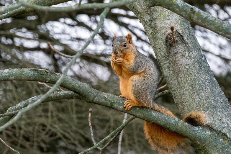 a squirrel perched on a tree nch next to some nches