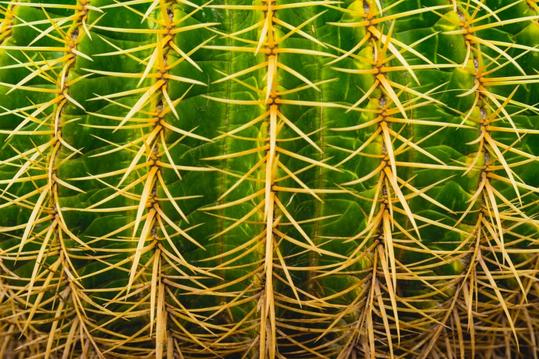 some very pretty looking cactus like plants with needles