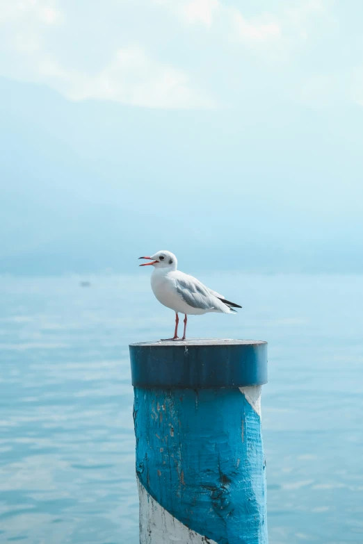 a white and blue bird sitting on top of a pole