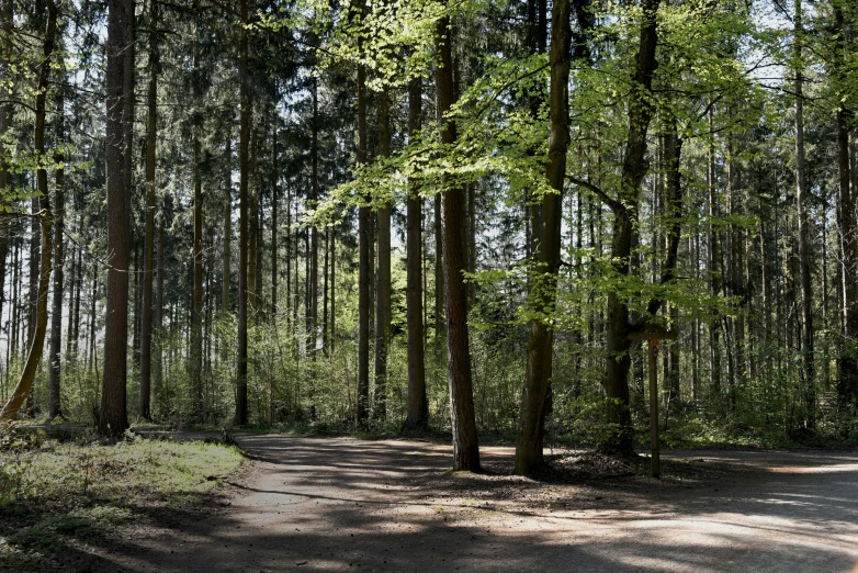 a trail passes between many pine trees on the other side